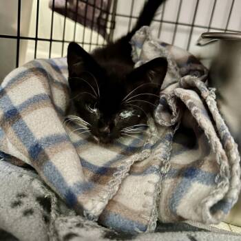Paddington -  Domestic Short Hair Cat for Adoption in West Palm Beach, Florida - Paddington | PetCurious
