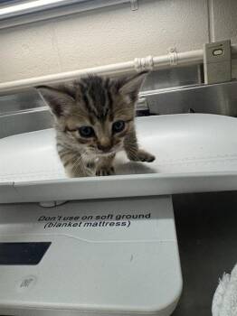 MILEY -  Domestic Short Hair Cat for Adoption in Grand Prairie, Texas - MILEY | PetCurious