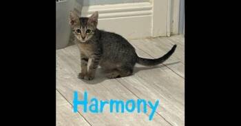 Harmony -  Domestic Short Hair and Tabby Cat for Adoption in Ruskin, Florida - Harmony | PetCurious