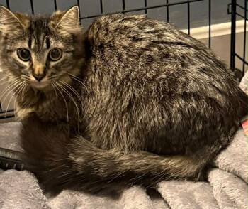 Domestic Long Hair Cats Available for Adoption in Gorham, Maine - Lucy | PetCurious