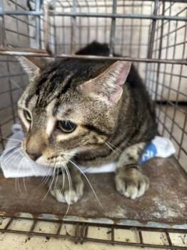 Windslow -  Domestic Short Hair Cat for Adoption in Honolulu, Hawaii - Windslow | PetCurious