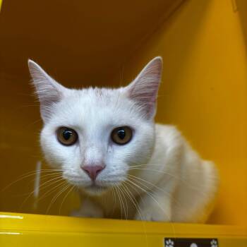 August -  Domestic Short Hair Cat for Adoption in Abilene, Texas - August | PetCurious