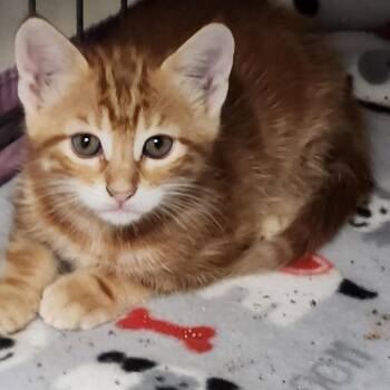 Aramis K46303 -  Domestic Short Hair Cat for Adoption in Corsicana, Texas - Aramis K46303 | PetCurious