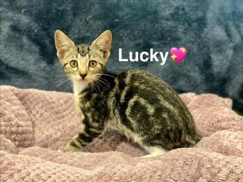 Lucky -  Manx Cat for Adoption in Lunenburg, Massachusetts - Lucky | PetCurious