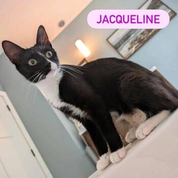 JACQUELINE -  Domestic Short Hair Cat for Adoption in Pegram, Tennessee - JACQUELINE | PetCurious
