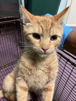 Domestic Short Hair Cats Available for Adoption - RIDER | PetCurious