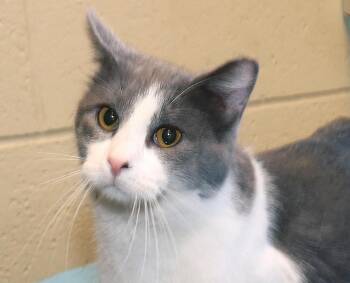 Domestic Short Hair Cats Available for Adoption - Sterling | PetCurious