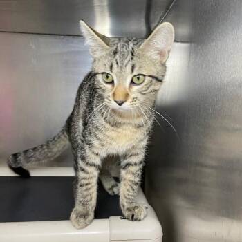 Ritz -  Domestic Short Hair Cat for Adoption in Roanoke, Virginia - Ritz | PetCurious