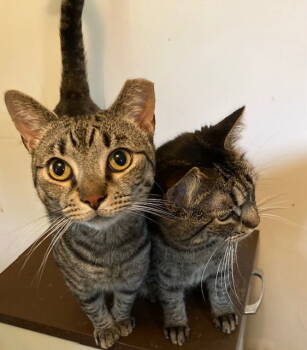 Rescue Domestic Short Hair Cats for Adoption in Macedonia, Ohio - 3 Amigos Bonded With Male Amigo | PetCurious