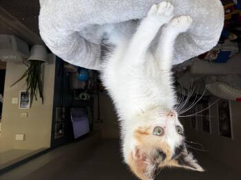 Kitten Reef -  Calico Cat for Adoption in Cuyahoga Falls, Ohio - Kitten Reef | PetCurious
