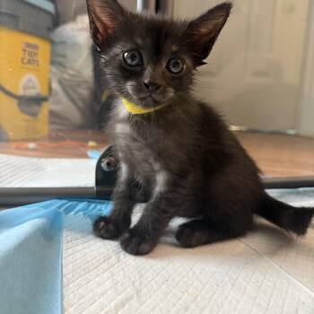 Domestic Short Hair Cats Available for Adoption in Bryan, Texas - Dusk | PetCurious
