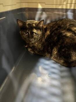 Thunder -  Domestic Short Hair Cat for Adoption in Cincinnati, Ohio - Thunder | PetCurious