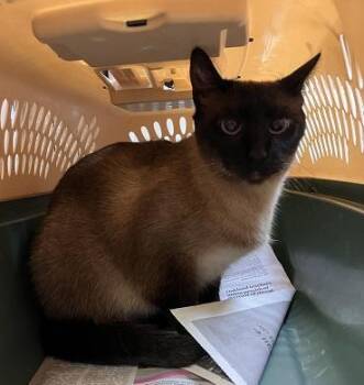 Siamese Cats Available for Adoption in Parlier, California - Cat 27971 (Priscilla) | PetCurious