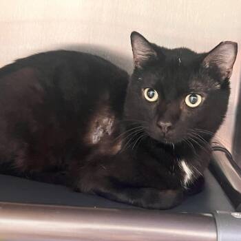 Domestic Short Hair Cats Available for Adoption - Picasso | PetCurious