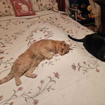Domestic Short Hair Cats Available for Adoption in Chicago, Illinois - Tobias Baxter | PetCurious