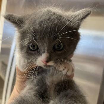 Domestic Short Hair Cats Available for Adoption in Hemet, California - Daisy | PetCurious