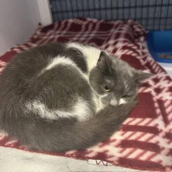 Fergalicious -  Domestic Short Hair Cat for Adoption in Ruckersville, Virginia - Fergalicious | PetCurious