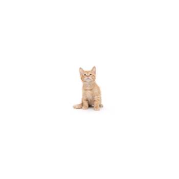 Domestic Short Hair Cats Available for Adoption in Los Angeles, California - Werther Caramel | PetCurious