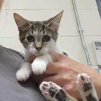Catrick -  Domestic Short Hair Cat for Adoption in Walker, Michigan - Catrick | PetCurious