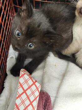WIICKET -  Domestic Short Hair Cat for Adoption in Sacramento, California - WIICKET | PetCurious
