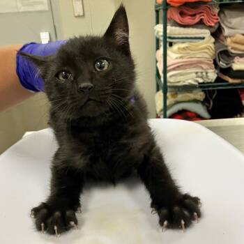 112499 -  Domestic Short Hair Cat for Adoption in Las Cruces, New Mexico - 112499 | PetCurious