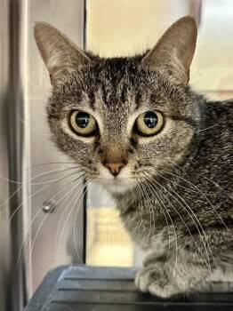 Abeloth -  Domestic Short Hair Cat for Adoption in Wichita, Kansas - Abeloth | PetCurious