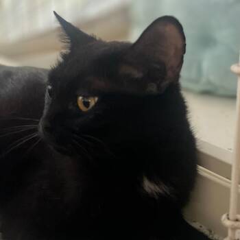 Beatrice -  Domestic Short Hair Cat for Adoption in Traverse City, Michigan - Beatrice | PetCurious