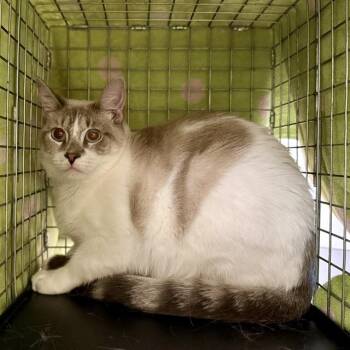 Domestic Short Hair Cats Available for Adoption in Fort Myers, Florida - GUINEVERE | PetCurious