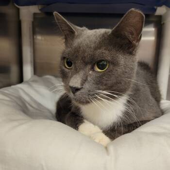 Rescue Russian Blue and Domestic Short Hair Cats for Adoption in Fort Lauderdale, Florida - Sailor | PetCurious