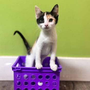Music -  Domestic Short Hair Cat for Adoption in Brownsboro, Alabama - Music | PetCurious