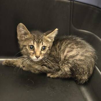 Fiesta Sol -  Domestic Short Hair Cat for Adoption in Cedar Rapids, Iowa - Fiesta Sol | PetCurious