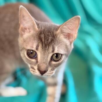 Hattie Jean -  Domestic Short Hair Cat for Adoption in Cumming, Georgia - Hattie Jean | PetCurious