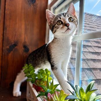 Bacon Sunnyside -  Tabby and Domestic Short Hair Cat for Adoption in Friendswood, Texas - Bacon Sunnyside | PetCurious