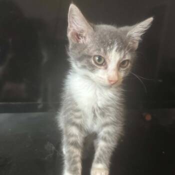 Mochi -  Domestic Short Hair Cat for Adoption in NEW PT RICHEY, Florida - Mochi | PetCurious