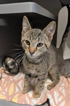 Domestic Short Hair Cats Available for Adoption - KRISPY | PetCurious