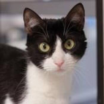 Domestic Short Hair Cats Available for Adoption in Hilliard, Ohio - Farah | PetCurious