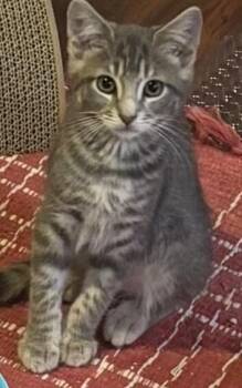 Dale -  Domestic Short Hair Cat for Adoption - Dale | PetCurious