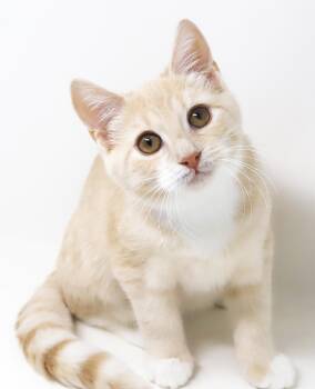 Waffles is wonderful wonderful wonderful -  Tabby Cat for Adoption in Bedford Hills, New York - Waffles Is Wonderful Wonderful Wonderful | PetCurious
