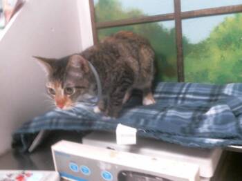 Domestic Short Hair Cats Available for Adoption - A2057545 | PetCurious