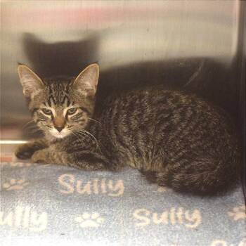 Law -  Domestic Short Hair Cat for Adoption in Belleville, Illinois - Law | PetCurious