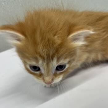 Poblano -  Domestic Medium Hair Cat for Adoption in Tampa, Florida - Poblano | PetCurious