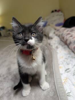 Ice Cream Sammich -  Domestic Short Hair Cat for Adoption in Sterling, Virginia - Ice Cream Sammich | PetCurious