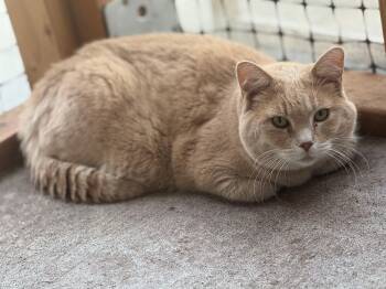 Rescue Domestic Short Hair Cats for Adoption in Okanogan, Washington - Pecola | PetCurious