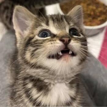 Domestic Short Hair Cats Available for Adoption in Harrisonburg, Virginia - Cirrus | PetCurious