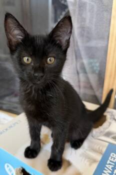 PIRELLI -  Domestic Short Hair Cat for Adoption in Burbank, California - PIRELLI | PetCurious
