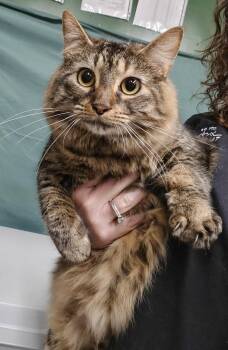 Domestic Long Hair Cats Available for Adoption - Winifred | PetCurious