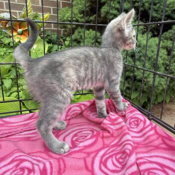 Rescue Domestic Short Hair Cats for Adoption in Atwater, Ohio - Iris | PetCurious