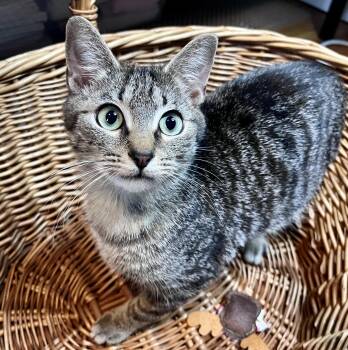 Roger -  Domestic Short Hair Cat for Adoption in Rocky Hill, Connecticut - Roger | PetCurious