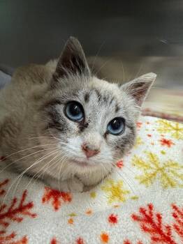 Siamese Cats Available for Adoption - Truffle | PetCurious