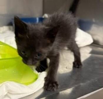 Velcro -  Domestic Short Hair Cat for Adoption in Morristown, Tennessee - Velcro | PetCurious